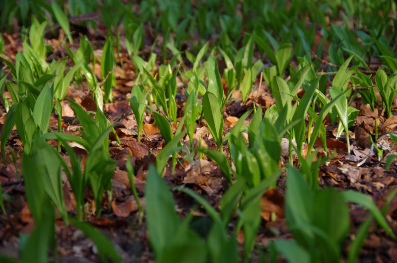 Bärlauchwiese Wienerwald